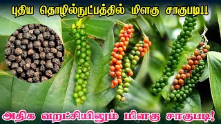 வறட்சியிலும் மிளகு சாகுபடி அசத்தும் நாமக்கல் விவசாயி  Pepper cultivation in tamilnadu [upl. by Calhoun]