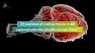 3D overview of a whole mouse brain captured with the UltraMicroscope Blaze™ [upl. by Lek]