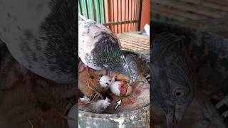 How do pigeons hatch from eggs [upl. by Thordis112]