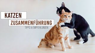 Zusammenführung zwei Katzen und Kitten  Babykatze zieht ein  so klappt es garantiert [upl. by Schriever243]