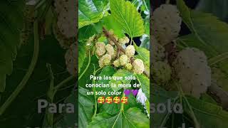 Moras blancas 🥰🥰🥰🥰🥰 una exquisites 💜💜💜💜🏞️ moras morasblancas caterinvlogs [upl. by Tierell]