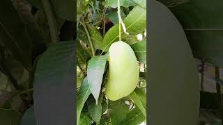 BESAR BUAH MANGGA [upl. by Aires912]