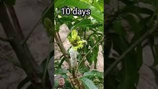 How to graft mango tree grafting gardening fruit plantsmango [upl. by Arikat]