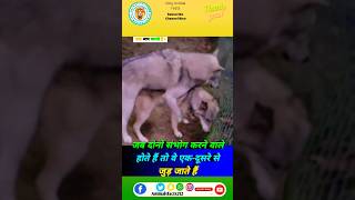 Wolf के बारे में रोचक तथ्य 🐺😨 ytshort viral fact animals trending shortfeed [upl. by Norrat983]