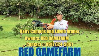 Welcome To Red Gamefarm Home Of The Best Quality Breed [upl. by Inor31]