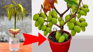 Synthesis techniques of growing mangoes with mango tops for very fast fruit [upl. by Sairu]