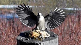 JAY Birds  Canada Jays aka Gray Jay Whiskey Jack Camp Robber Slow Motion  Yukon Canada [upl. by Helbonnah560]