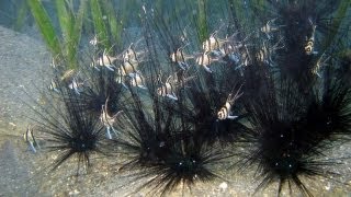 Banggai cardinalfish invasion in Lembeh Strait [upl. by Ahsit]