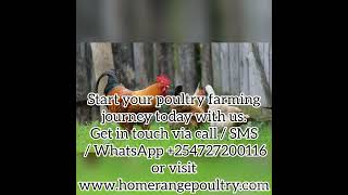 Why you MUST start Poultry Farming in 2023 poultryfarming poultry poultryfarminginkenya kenya [upl. by Gula]