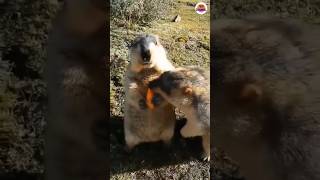 Chỉ tại đang chill nên “quên” xíu 😂 capybara funny pets giaitri short animals cute [upl. by Nohshan139]