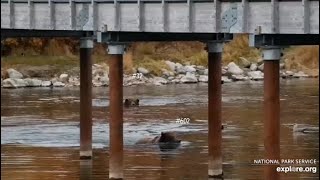 Katmai Brooks River KVR RW Cam Bear 32 chased bear 602 10142024 [upl. by Ecerehs]