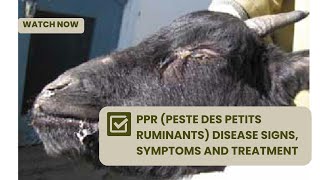 Symptoms of PPR in sheep amp goats l peste des petits ruminants  AFRICA FARMING Diseases Ep 4 [upl. by Ameluz849]