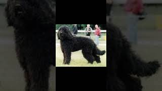 BARBET DOG dogbreed quotWhy the Barbet is the Best Dog Breed Youve Never Heard Of 🐩💖 [upl. by Asirrak]