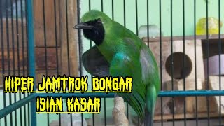 Hiper JAMTROK Bongkar Isian Kasar  Cucak ijo BONGKAR Isian Kasar [upl. by Sirah297]