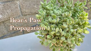 Bear Paw  Cotyledon Tomentosa Succulent Propagation [upl. by Ayanal]