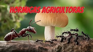 🐜🌱 ¡Las hormigas las agricultoras más antiguas del planeta Noticias de ciencia 14102024🍄✨ [upl. by Croydon]