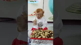 Titi monkey carefully peels each peanut to eat cute monkeybaby shortsvideo [upl. by Earal]