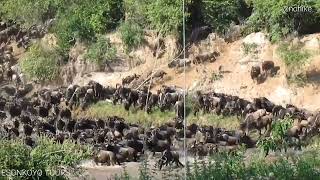 THE GREAT MIGRATION ARRIVING TO THE MARA JULY 2024 [upl. by Ahsitruc]