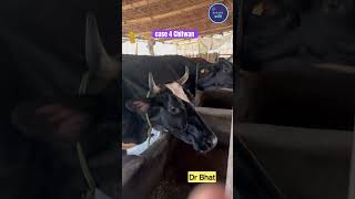 गाई भैसि व्याउनु अघि के दिने drbhat cow drbhattad [upl. by Lraed]