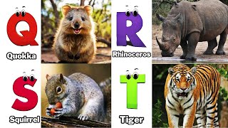 ABC Real Animals song  Alphabets Kids song  Learn Alphabets English and Animals for Kids Fun [upl. by Smeaj]