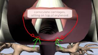 Mucosa of the Larynx and Vocal Cords  3D Anatomy Tutorial [upl. by Zeralda]