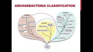 Classifications of archaebacteria [upl. by Ruyam253]