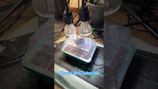 What to use for perfect seed germination [upl. by Ammon355]