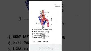 Vue latérale gauche de laorte et de l artère pulmonaire [upl. by Aneelahs]