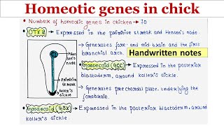 Homeotic genes in chick  Handwritten notes [upl. by Oneal402]