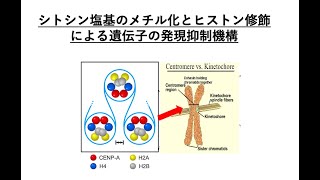 9 エピジェニティクな遺伝子発現制御 2 [upl. by Yddor]