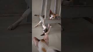 calico cat playing with lizard petvlog catshort catchannel funnycatvideo cats kittens [upl. by Erastatus]