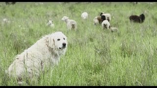 Livestock Guardian Dogs Working on Common Ground [upl. by Alda]