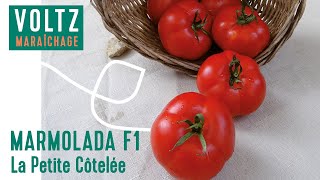 Tomate 🍅 Marmolada F1  VOLTZ Maraîchage [upl. by Attirehs]