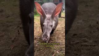 The Ants Eater Aardvark shorts animals pets [upl. by Koloski166]