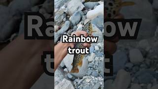 rainbow trout fish  salmon family  delicious taste of trout  fried fish wwe fish nature imran [upl. by Yesrod]