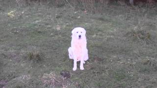 Maremma Sheepdog Family [upl. by Steiner]