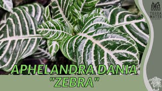 APHELANDRA DANIA quotZEBRA PLANTquot Information Description amp More [upl. by Wheeler34]