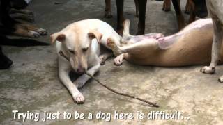 Do you know what happens to dogs caught up in the Dog Meat Trade [upl. by Oster]