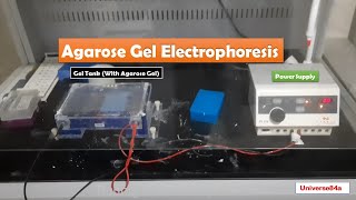 Gel electrophoresis and bands visualization using UV transilluminator Procedure [upl. by Refanej]