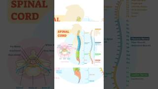 Spinal nerve spinalnerve How to learn spinal nerve shorts viralshorts nerves howtolearnnerve [upl. by Oswal]