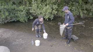 SHMAK Stream Life – How to get your Benthic Macroinvertebrate Sample Ready for Sorting [upl. by Lleznod854]