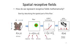 9 Receptive Fields  Intro to Neural Computation [upl. by Farrar977]