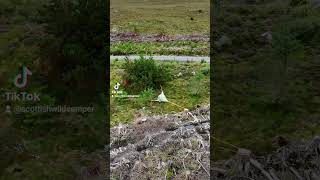 Tentsile Connect treetent Wild camping Scotland treetent wildcampingscotland tentsile24 [upl. by Nelrac]