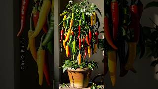 How to Grow Chili Pepper 🌶️ at Home plants shorts satisfying [upl. by Aicenev]