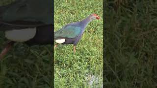 Swamphen Voice birdvoice birds shortsfeed beautiful beauty birdsounds ytshorts shorts watch [upl. by Notxap]