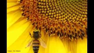 Une abeille se nourrissant du nectar dune fleur de tournesol [upl. by Caressa]