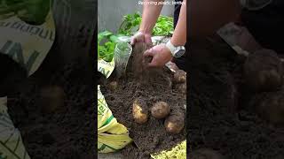 Modern technology recycles plastic bags for growing American potatoes garden gardening plastic [upl. by Nnylirret]