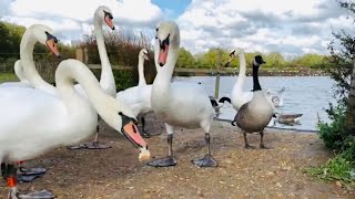 Lunch time on the pond  Around Wanstead flats London uk [upl. by Ho309]