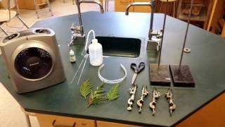 AP Bio Video  Transpiration Lab [upl. by Crosse]