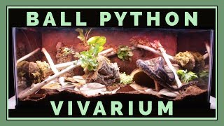 Building a Bioactive Ball Python Vivarium [upl. by Atinihc]